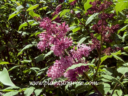 Miss Canada Lilac (Syringa)